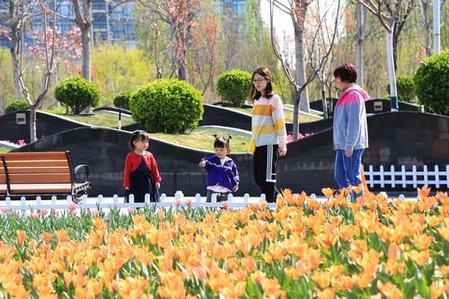 色彩丰富跳跃 郁金香花开惹人醉